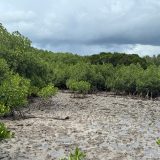 Samoa Mangroves 2